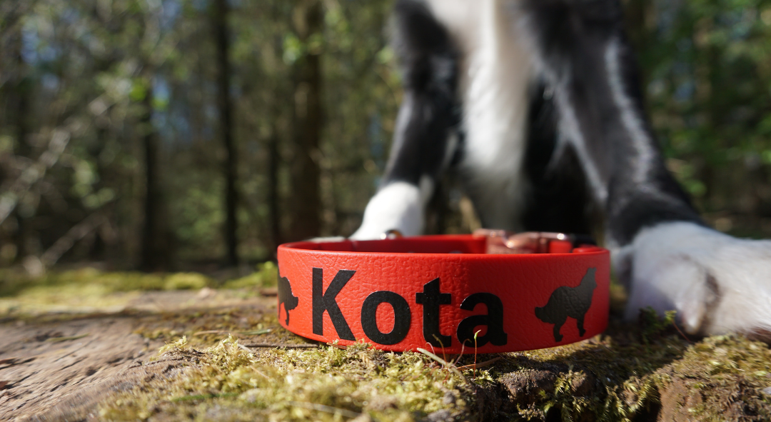 bio-leine Hundehalsband personalisiert aus Biothane mit Name und Telefonnummer in vielen Größen und Farben Halsband für kleine und große Hunde 